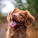dog1.jpg