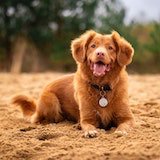 dog2.jpg