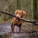dog3.jpg